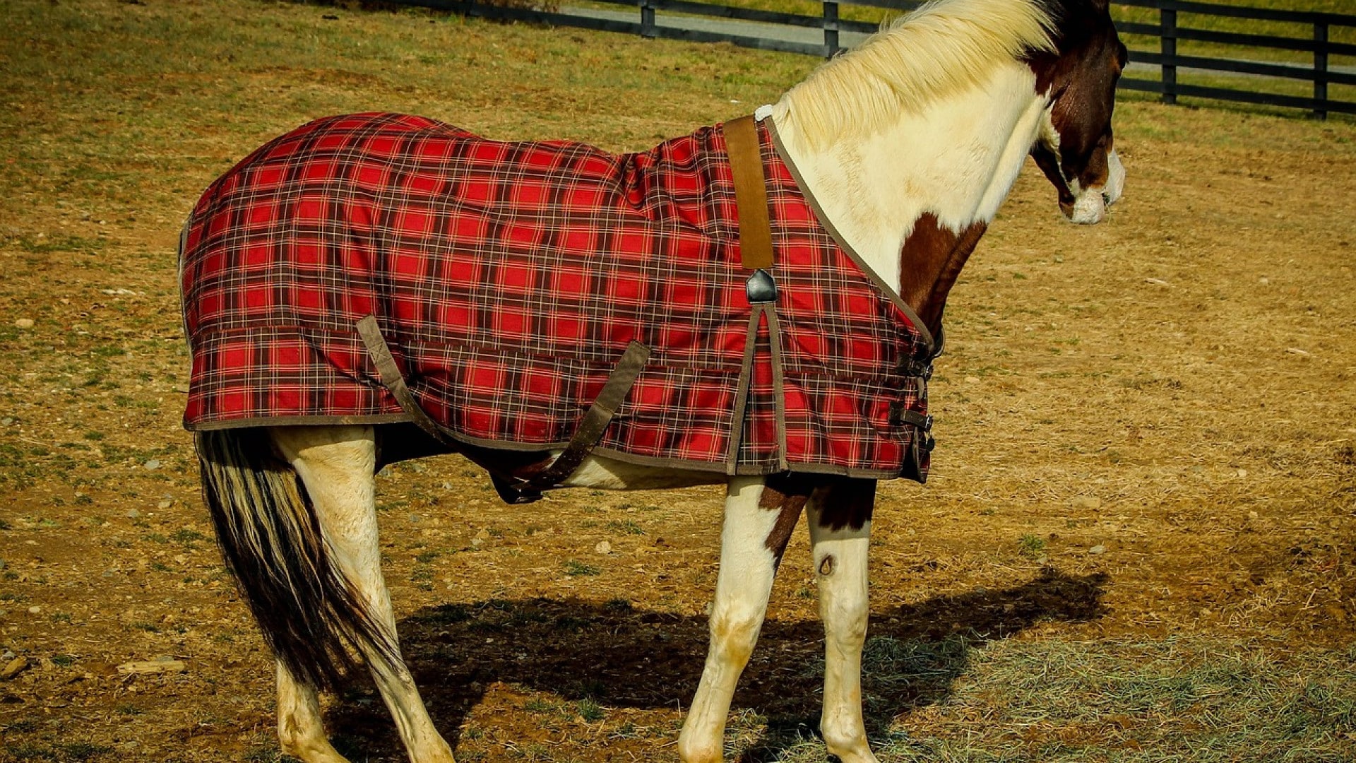 Couverture poney Kentucky Show Heavy - Kentucky - Le Paturon