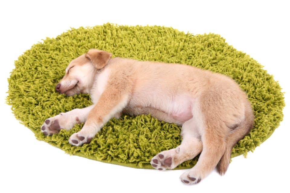 Coussin chien XXL mémoire de forme – orthopédique & articulations