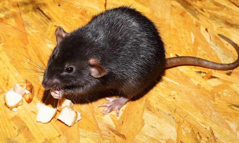 Protégez votre maison contre l&rsquo;invasion de rats grâce à un expert