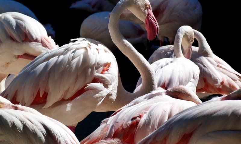 Les plus beaux parcs animaliers d&rsquo;Europe