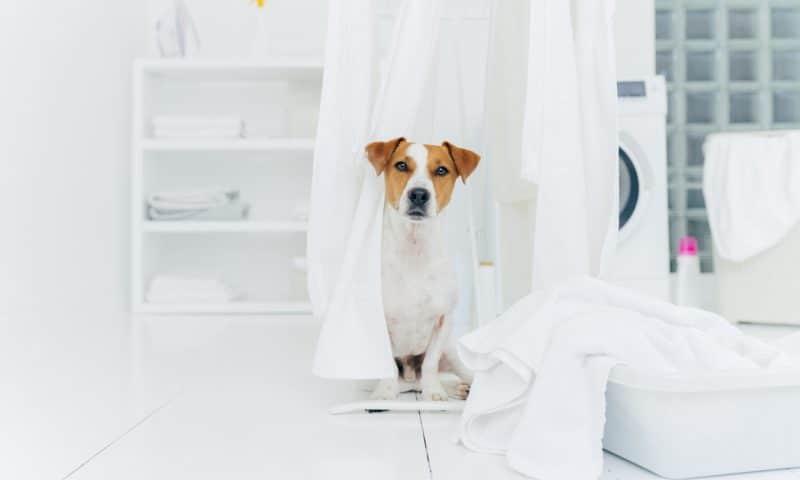 Guide pratique : comment utiliser un tancarville pour les affaires de vos animaux