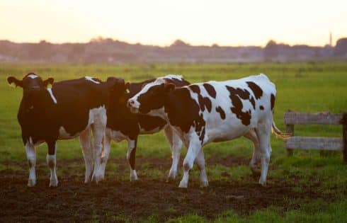 Comment choisir le matériel agricole adapté à votre élevage ?
