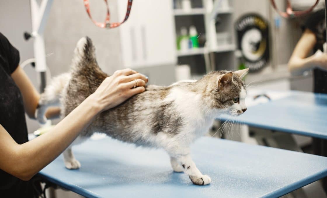 Top 10 des frais vétérinaires les plus élevés chez le chat