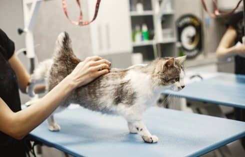 Top 10 des frais vétérinaires les plus élevés chez le chat