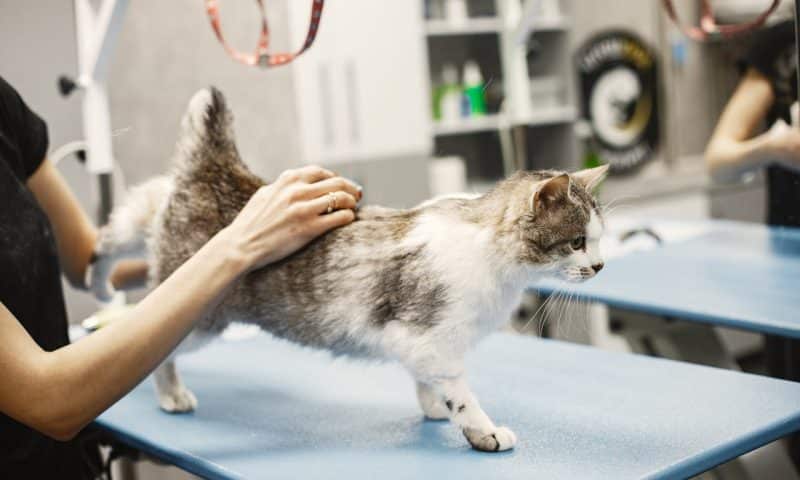 Top 10 des frais vétérinaires les plus élevés chez le chat
